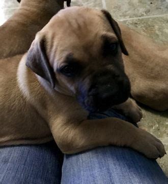 Advertise, sell, buy and rehome boerboel dogs and puppies with pets4homes. Litter of 8 Boerboel puppies for sale in CHESAPEAKE, VA ...