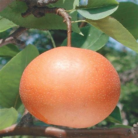 If you would like to view our apricot varieties listed in order of ripening please use the maturity chart link provided on the right. Temperate Climate Permaculture: Asian Pear Varieties ...