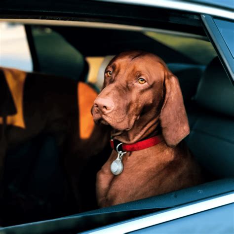 Anxiety about traveling in the car can lead to this. How to Reduce Your Dog's Anxiety During Car Rides - The ...