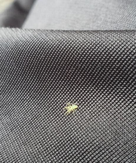 Check spelling or type a new query. This little itty bitty spider bro just chilling on my ...