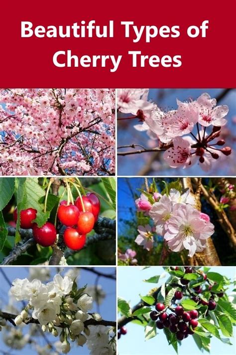 Dwarf weeping cherry trees are the smaller cousins of regular cherry trees. Beautiful Types of Cherry Trees | Flowering cherry tree ...