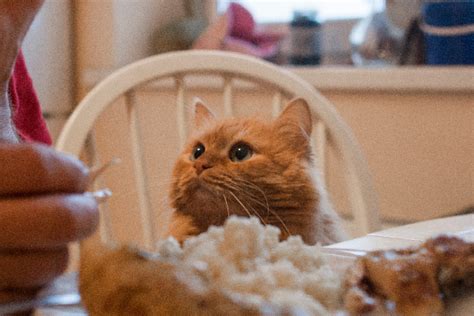 Which human food can cats eat? Can Cats Eat Raw Chicken? - Catster