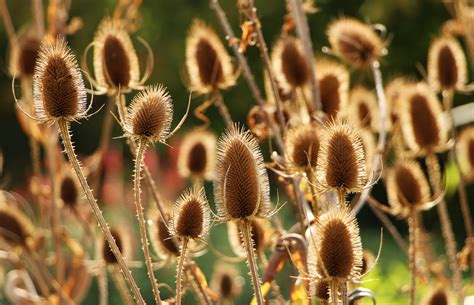 ** je 5 kinder hat eine erwachsene begleitperson freien eintritt. Botanischer Garten i. Berlin... Foto & Bild | world ...