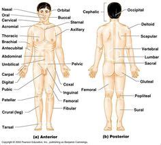 We will see what these supine anatomical positions. Free Diagrams Human Body | Diagram showing the chief terms ...