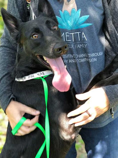 Our mission is to rescue unwanted dogs, rehabilitate and rehome. COVID-19: Clear The Shelters in Central Florida