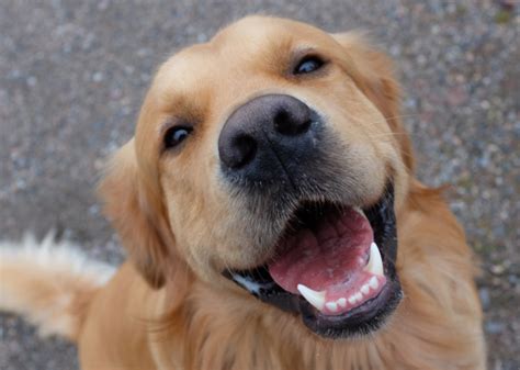 Learning dog body language is a must for every pooch parent. 6 Signs Your Dog Loves You