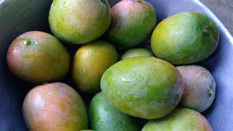 The mangoes are harvested close to air cargo shipment our goal is to get these boxes to you as fast possible, so they are enjoyed fresh and sweet! Alphonso Mango: Order Mangoes online from #1 Salemmango ...