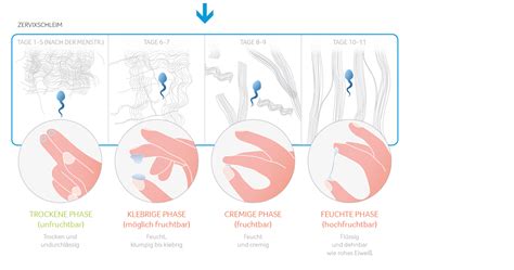 Erster tag ihrer letzten periode kennen sie ihren körper? Zervixschleim: Bestimmung fruchtbarer & unfruchtbarer Tage!