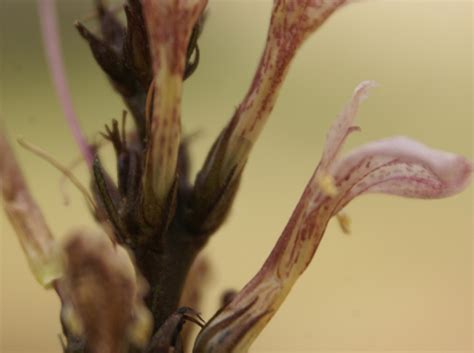 It is grown as an ornamental. Justicia gendarussa - efloraofindia