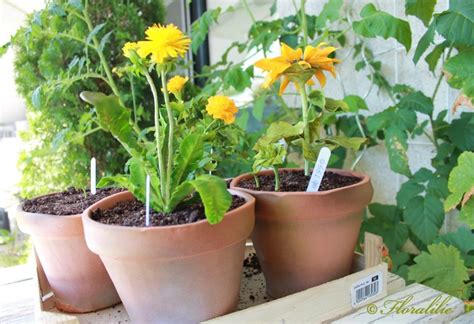 Move the seedlings to their own pots once they have two to three leaves, and transplant them outdoors once they reach a height of 4 to 5 inches (10 to 12.5 cm.) and your area is free of frost risk. Edible Flower Pots - CakeCentral.com