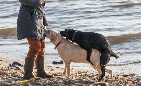 Monat die erste läufigkeit zeigen. Läufige Hündin? Ein großer Überblick ⋆ Hunde