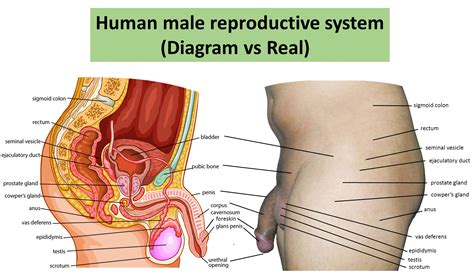 Female body and organs diagram. Female Reproductive System Drawing | Free download on ...