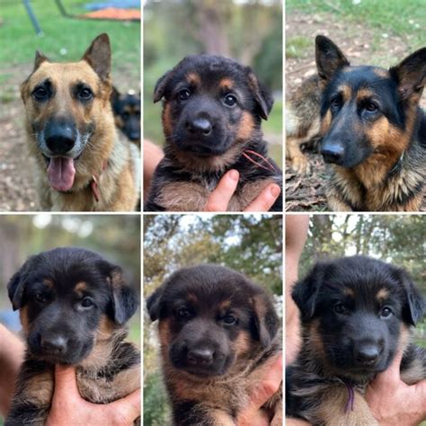 If you do not have experience working with dogs, enroll in obedience classes and. German Shepherd Pups | Dogs & Puppies | Gumtree Australia ...