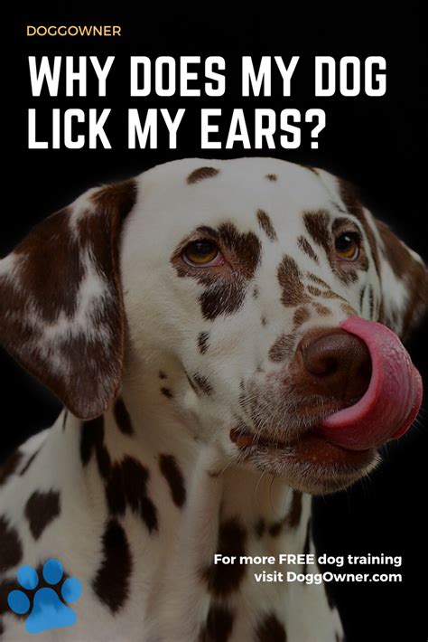 If your new car is totaled within the first two. Why Does My Dog Lick My Ears? in 2020 | Dogs, Pet health ...