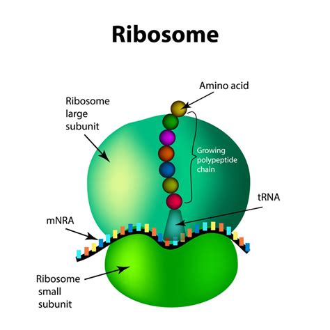 Not meant to be a tutorial. Ribosomen - Wunder des Körpers | Mitochondrien-gesundheit.de