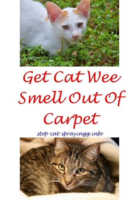 Cat urine gets worse with time. Prevent Cat Spraying Indoors | Cats, Male cat spraying ...