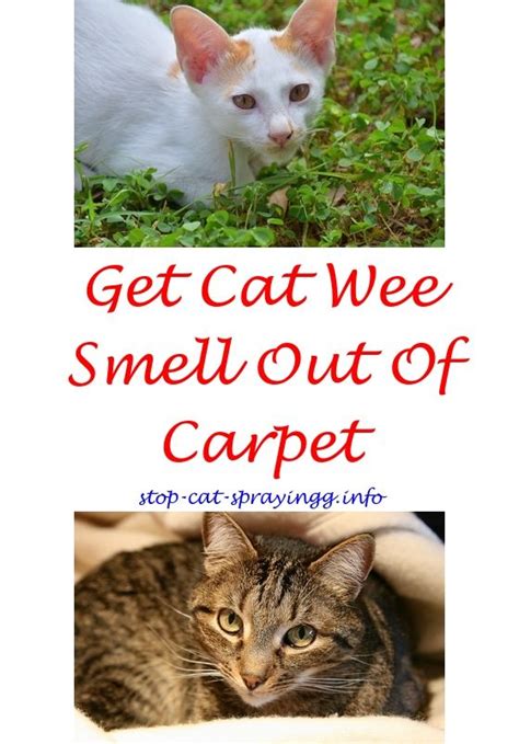 Cat urine tends to have a strong odor, and unfortunately, a male cat who is feeling particularly territorial will spray urine not only outside of his. Prevent Cat Spraying Indoors | Cats, Male cat spraying ...