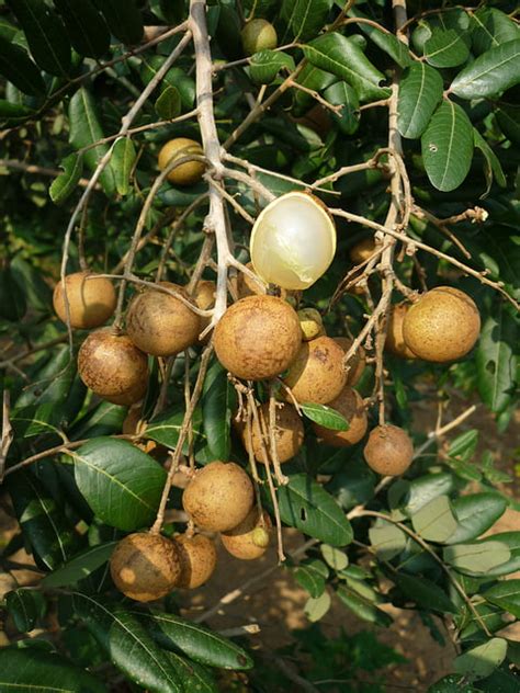 Maybe you would like to learn more about one of these? Growing a longan tree - GardenDrum