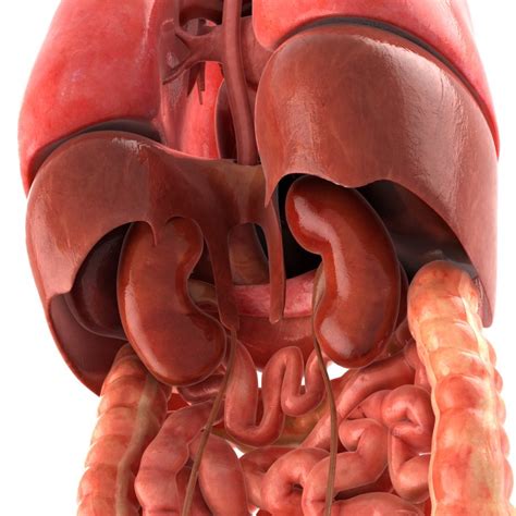 Though an important organ of the human body, the removal of stomach does not pose threat to one's life. Human internal organs 3d model - CGStudio