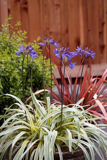 If your agapanthus are in the how to care for agapanthus. Agapanthus Plant Varieties & Care | Garden Design