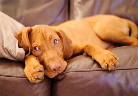 They are very loved, healthy, and happy. Vizsla Puppies For Sale - AKC PuppyFinder