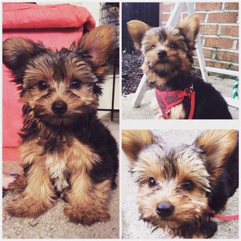 Some of the new jersey, nj cities that we plan to include puppies for sale and rescue organizations are listed below. Meet Mandy, a Yorkie-Poo puppy from New Jersey who is named after the Barry Manilow song ...