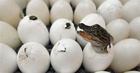 Maybe you would like to learn more about one of these? TELUR BUAYA,TELUR ULAR DAN TELUR ELANG - Alhusein