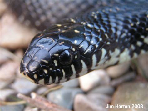 Black swampsnakes are only found in and around wetlands: Hoosier Herpetological Society