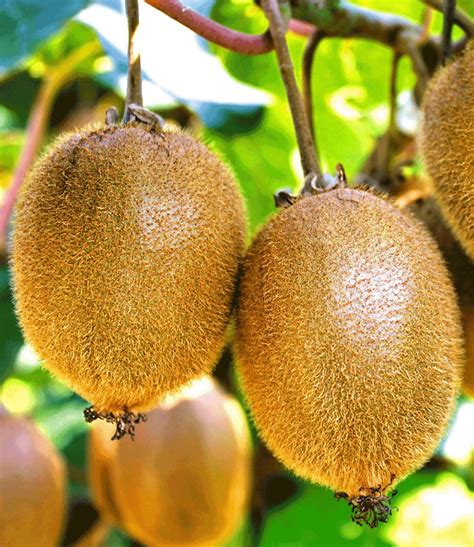 Pour the poppy seed dressing over the fruit and toss gently to coat. Selbstfruchtende, großfruchtige Kiwi Solissimo® renact ...