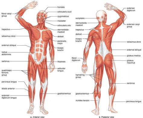 We did not find results for: Muscle Map Of Human Body Muscle Map Human Body - Human ...