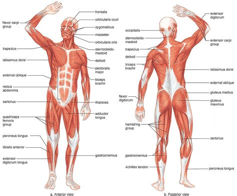 It is opposite from the. Muscle Map Of Human Body Muscle Map Human Body - Human ...