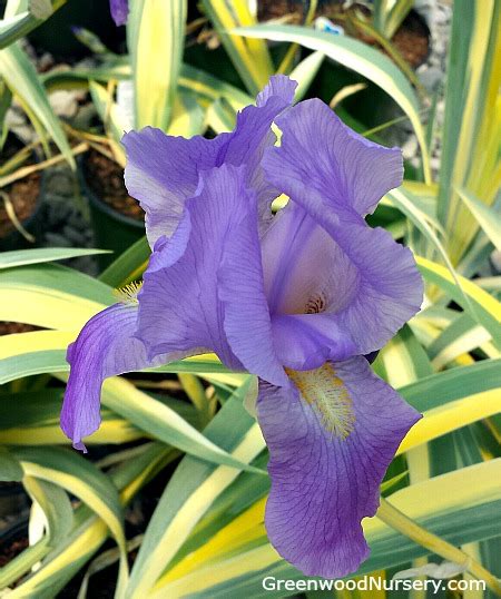 The early leaf fans bear attractive yellow and green striped variegation, but this deepens to green as the plant matures. Iris pallida Aureo Variegated | Purple Flowering Perennials