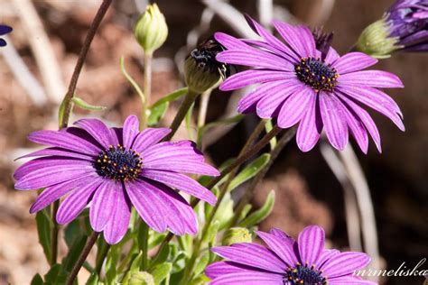 Hours may change under current circumstances Arizona Winter Flowers | Tucson Sod | Evergreen Turf ...