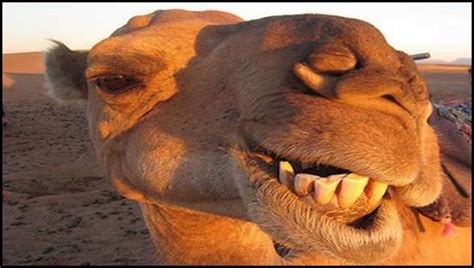 Because camel urine doesn't help with stomach problems, though this doesn't stop muslim merchants from selling camel urine as a cure. SECOND case of deadly Middle East MERS virus found in Florida