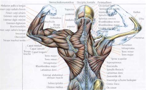 The superficial back muscles are the muscles found just under the skin. Muscles Diagrams