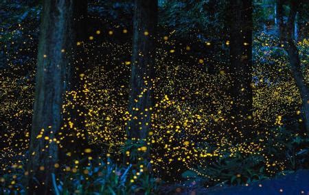 It is a very popular attraction near kl. Kampung Kuantan Fireflies Park, Kuala Selangor | Ticket ...