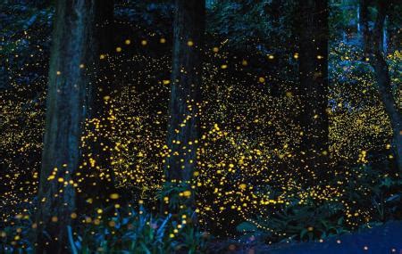 Bukit belimbing fireflies hautnah erleben. Kampung Kuantan Fireflies Park, Kuala Selangor | Ticket ...