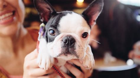 Click here to be notified when new french bulldog puppies are listed. French Bulldog Puppies Cincinnati Ohio - Animal Friends