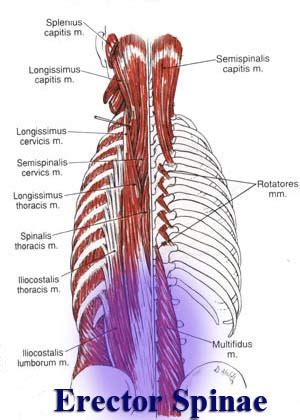 To learn more about the anatomy of the spine, watch this video. Just Getting It In - DeanSomerset.com