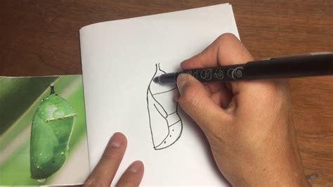 Erase the line inside it. How to draw a Chrysalis--For kids - YouTube