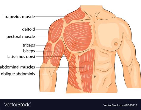 The pectoralis major and minor. Chest Anatomy Muscles - Anatomy Drawing Diagram