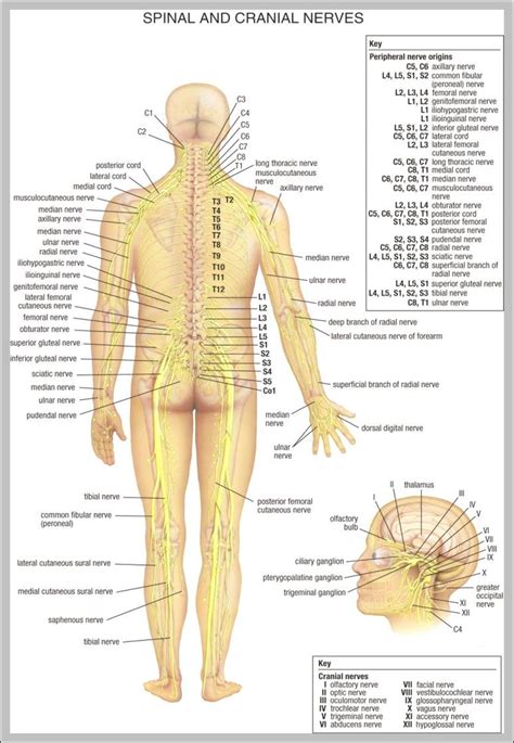 Memorize all the muscle facts with the help of muscle cheat sheets. Muscle Chart Back : Muscles German Names Chart Muscular ...