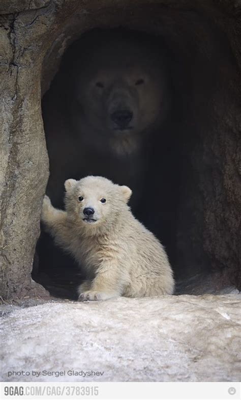 This action moves chunks of snow, and sends her baby sliding down the slope yet again. Baby Polar Bear Cub Explore Out Doors | LuvBat