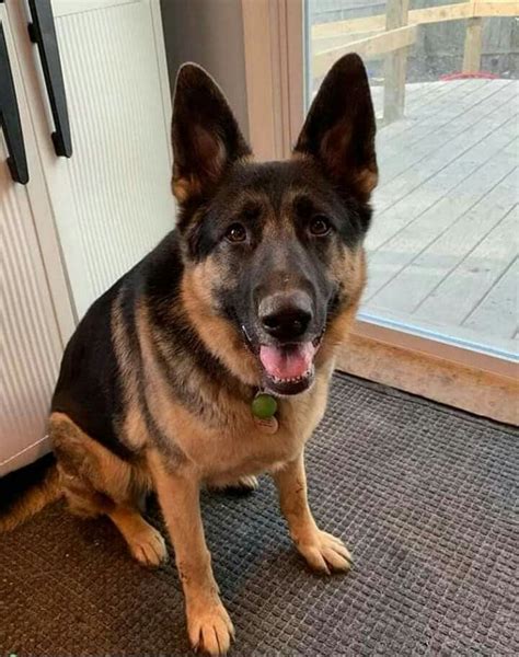 English language content relating to germany. Pin by Selena Crosby on GERMAN SHEPHERDS ( NEVER BLUE EYES ...