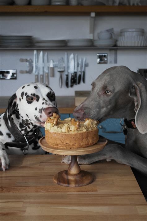 Maybe you would like to learn more about one of these? peanut butter and apple dog cake - twigg studios