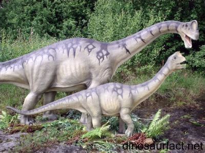 Eleven individuals including both juveniles and adults, ranging from 1.7m to 6.2m in length, have been recovered from this quarry. Europasaurus dinosaur