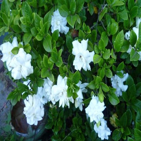 Infrequent, long soakings that fully saturate the soil are best. Gardenia Jasminoides Aimee First Love Cape Jasmine | SiteOne