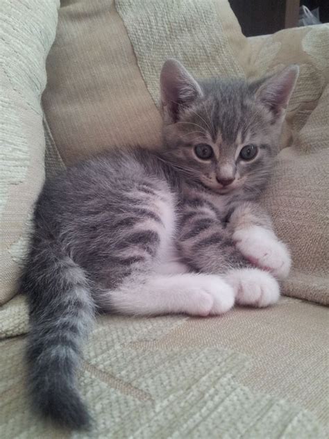 Grey tabby kittens for sale colour as photo males & female. Grey Tabby Cats For Adoption | Grey tabby cats, Grey tabby ...