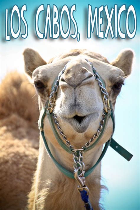 You'll see how artificial camel frost tastes after you try one of these babies! Best Things to Do with Teens in Los Cabos, Mexico | Camels ...