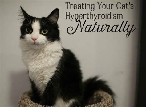 The modern processed cat diet including high carbohydrates, veggies, fruits, and grains are another if you add three hours to our seven for writing the article, you have a list of recommendations backed by ten what's your experience with hyperthyroidism in cats? Hyperthyroidism is when the thyroid gland produces too ...